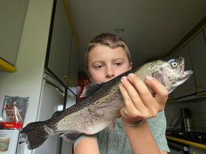Rainbow Trout