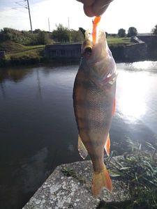 European Perch