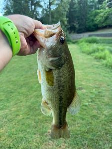 Largemouth Bass