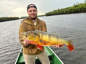 Peacock Bass ( Monoculus)