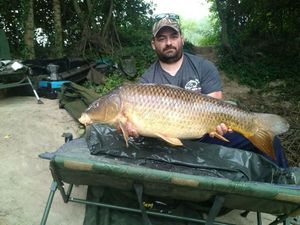 Common Carp
