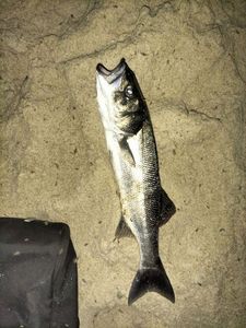 European Bass (Seabass)