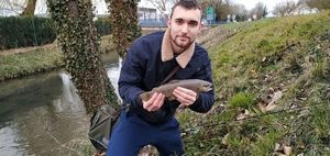 Brown Trout