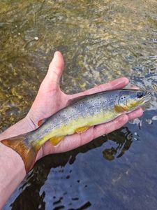 Brown Trout