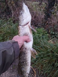 Northern Pike
