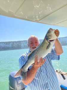European Bass (Seabass)