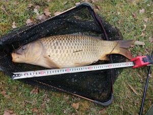 Common Carp