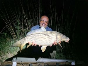 Common Carp