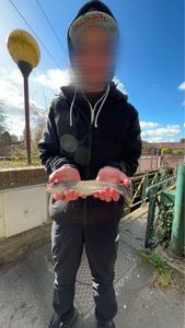 Rainbow Trout