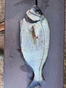 Black Seabream