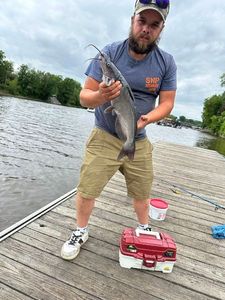 Channel Catfish