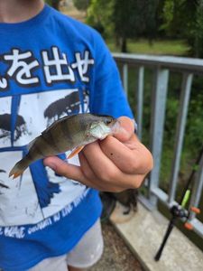 European Perch