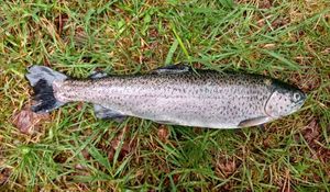 Brown Trout