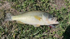 Largemouth Bass