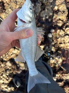 European Bass (Seabass)