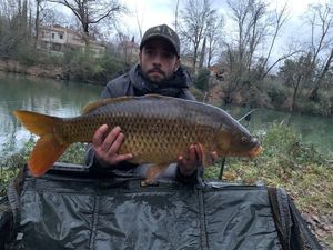 Common Carp