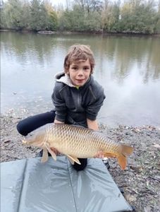 Common Carp