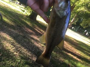 Largemouth Bass