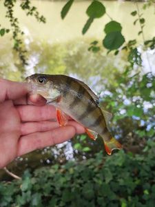 European Perch