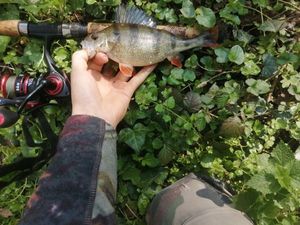 European Perch