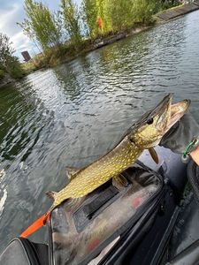 Northern Pike