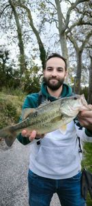 Largemouth Bass