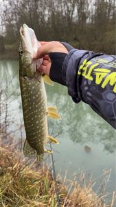 Northern Pike