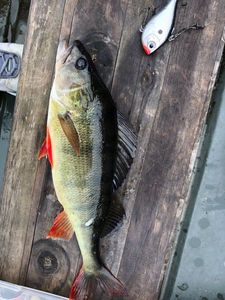 European Perch
