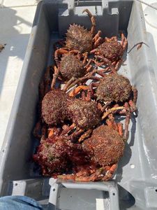 European Spider Crab