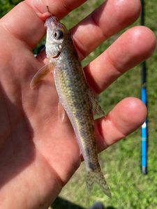 Gudgeon