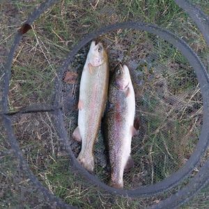 Cutthroat Trout