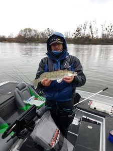 Zander