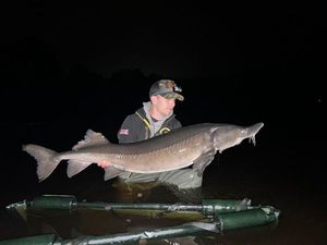 Sturgeon