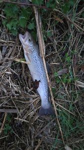 Brown Trout