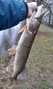 Northern Pike