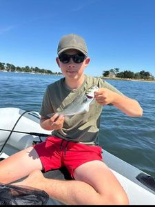 European Bass (Seabass)