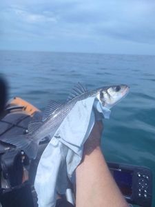 European Bass (Seabass)