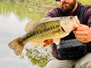 Largemouth Bass