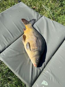 Mirror Carp