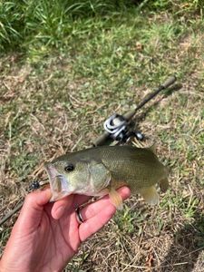 Largemouth Bass