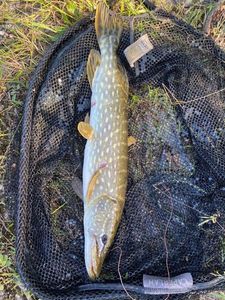 Northern Pike