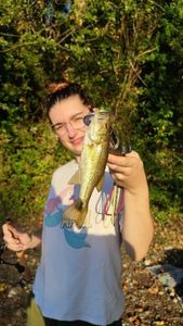 Largemouth Bass