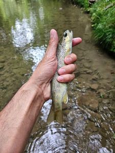 Brown Trout