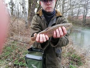 Brown Trout