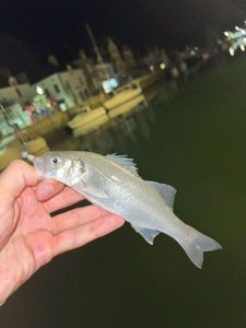 European Bass (Seabass)