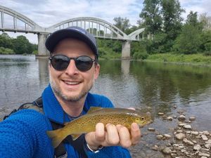 Brown Trout