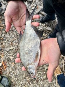 Common Bream