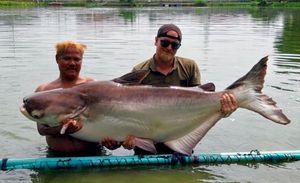 Mekong Giant Catfish