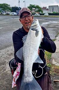 European Bass (Seabass)