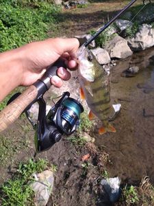 European Perch